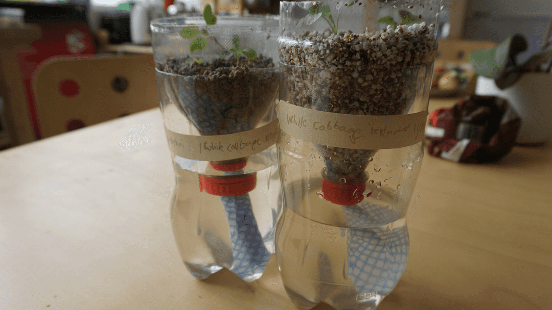 Plants growing in a soda bottle