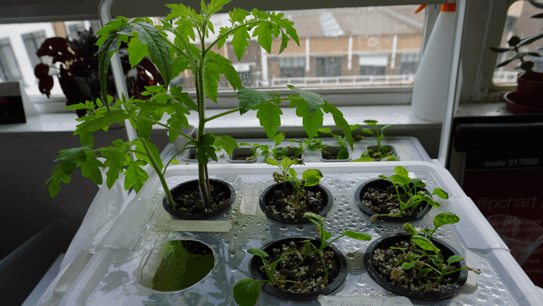 Six tomato plants growing out of a plastic tub.